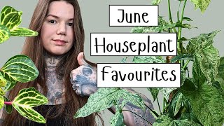 9 HOUSEPLANTS From My Indoor Jungle Im LOVING Right Now [upl. by Zipporah]