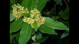 Umbellularia californica California bay [upl. by Nair]