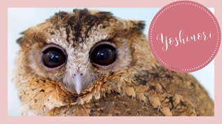 Owl relaxing time  Indian Scops Owl [upl. by Morette]