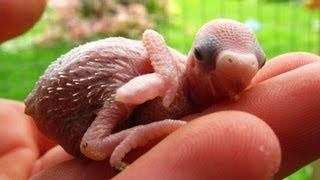 Baby Budgies Growth Stages [upl. by Petite346]