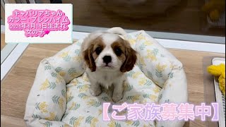 キャバリア・キング・チャールズ・スパニエルちゃん（2024年4月14日生まれ）【DogampCatFえふ】 [upl. by Ariaj]