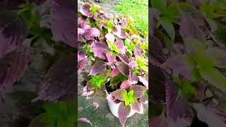 Mayana plantsmayanaplant beautiful herbalplants panandobeachshortvideo viralsong ytubechannel [upl. by Arikat634]