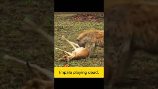 Impala playing dead [upl. by Atkinson]