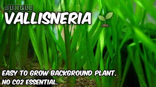 Vallisneria easy to grow background plant for aquarium  No Co2 Essential  Jungle Val  Vallisneria [upl. by Etteiram]