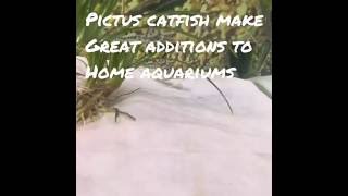 How to care for Pictus Catfish [upl. by Cymbre]