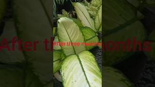 Dumcane stem propagationhome garden propagatedumcaneshorttiewvlog [upl. by Nileak]