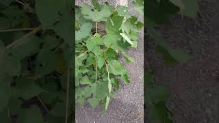 構樹 B papyrifera 洋紫荊 B variegata VID20240819120321 [upl. by Ema639]