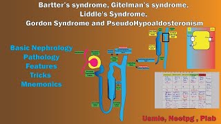 Bartter syndrome Gitelman syndrome Liddles Syndrome Gordon Syndrome and PseudoHypoaldosteronism [upl. by Hachman18]