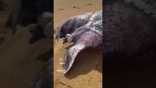 Tartarugadecouro Dermochelys coriacea foi encontrada morta na Barra do Riacho Aracruz ES [upl. by Malet]