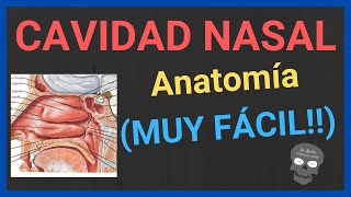 ANATOMÍA DE LA CAVIDAD NASAL 👃explicación fácil y rápida [upl. by Amo]