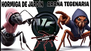 HORMIGA DE JARDÍN VS ARAÑA TEGENARIA [upl. by Sawyor]