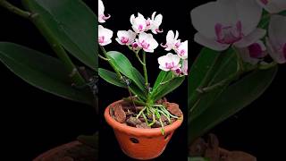 Try this method of expert orchid growers orchids will bloom more and longer plants orchid short [upl. by Drofnelg]