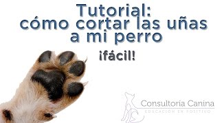 Cómo cortarle las uñas a mi perro de manera fácil [upl. by Ahsa]