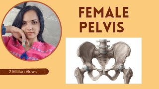 Female pelvis functionsbone description femalepelvis pelvicfloor pelvicmuscles youtubevideo [upl. by Sidoney465]