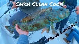 Blue Lingcod Catch Clean Cook Bottom Fishing Oregon Coast [upl. by Nomor]