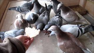 racing pigeon Survival Training post duiven [upl. by Ardene137]