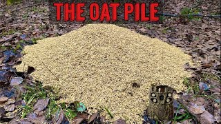 Leaving a PILE OF OATS in the Woods Heres what happens Trail Camera [upl. by Paik486]