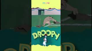 Droopys Funniest Compilation Moments cartoonsforkids [upl. by Ayn]