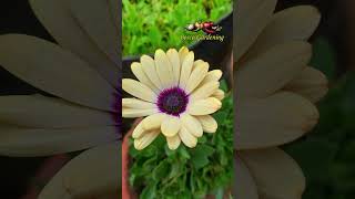 Osteospermum  Dimor  African Daisy  Dimorpotheca  Six Color  Multi Color [upl. by Brendon]