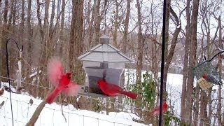 Winter Birds Feeding Frenzy Cats LOVE It [upl. by Reppep]