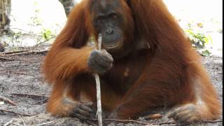 Orangutan Tool Use [upl. by Kurth]