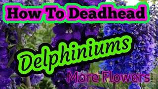 How to prune Delphiniums [upl. by Valentia]