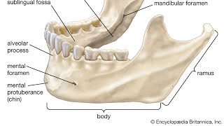 Mandible part 1 [upl. by Essam]