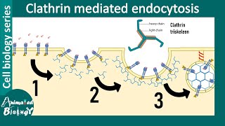 Clathrin mediated endocytosis overview [upl. by Lange]