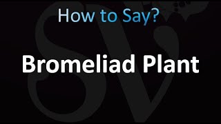 How to Pronounce Bromeliad Plant correctly [upl. by Oneill]