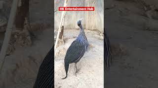 ❤️😘😍 Vulturine Guinea Fowl🥰😍entertainment birds fancy viralshorts [upl. by Aikit]