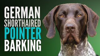 German Shorthaired Pointer GSP Dog Barking Sound Effects Pointer Makes The Loudest Barking Noise [upl. by Tiffani]