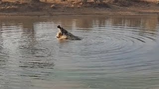 Hippos Fighting Till Death in Water  Kruger [upl. by Petua]