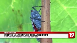 Cleveland winery dealing with spotted lanternfly infestation [upl. by Nasah]