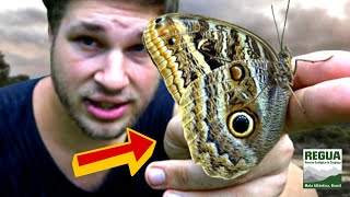 GIANT Owl Butterfly Caligo illioneus [upl. by Essa305]