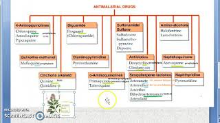 Pharmacology 899 a Anti Malarial Drugs Classification Chloroquine Primaquine Treatment Quinine [upl. by Mateya883]