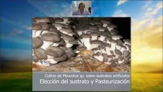 Hongos Pleurotus sustrato y pasteurización  VIdeoConferencia ACP [upl. by Ravaj]