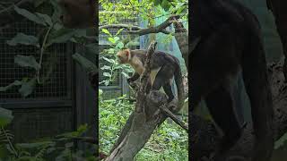 白面捲尾猴Whitefronted CapuchinTaipei Zoo [upl. by Christal]