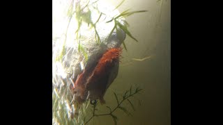 Pleco Eggs are Hatching [upl. by Carney980]