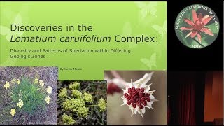 Discoveries within the Lomatium caruifolium Complex [upl. by Pauly]