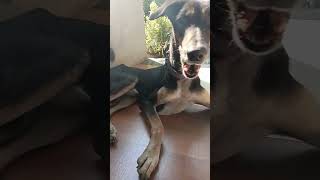 Soch Bhai funny comedyjokes doggyvlogs funnyjokes minivlog pets dogvlogger sharw viral cat [upl. by Nylhtiak]