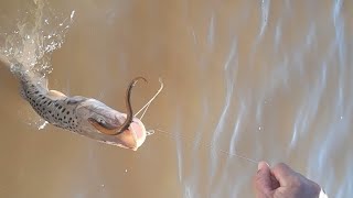 🎣pesca de SURUBI 🐠en pueblo Esther [upl. by Nodaj]