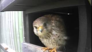 Kestrel Bombarded by Jackdaw June 2014 [upl. by Enitsuga]