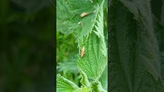 De Geers Longhorn moth on a Nettle leaf near the river Waveney [upl. by Enyad]