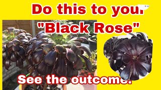 How to get your Aeonium Schwarzkopf to side shootsUKPlantMom [upl. by Eycats]