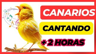 El mejor canto de canarios  Canario cantando 2 horas  Canciones de canarios cantando [upl. by Nyladgam]