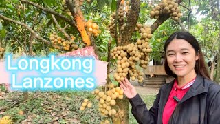 LONGKONG LANZONES [upl. by Enirahtak]