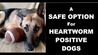 Heartworm Positive Heres something every dog owner should know [upl. by Philipps]