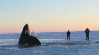 11 Desperate Orcas Trapped in Ice Make Dramatic Escape [upl. by Salohci]