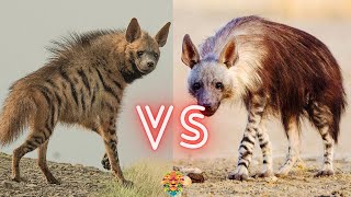 Hyena Fight Winner Prediction Revealed Striped Hyena VS Brown Hyena [upl. by Sharleen]