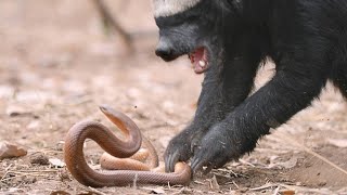 A Honey Badger and Mole Snake Fight to the Death [upl. by Eilagam]